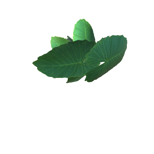 elephant ear plantA